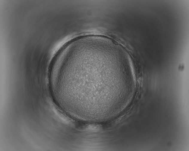 X0000111580248200908061332