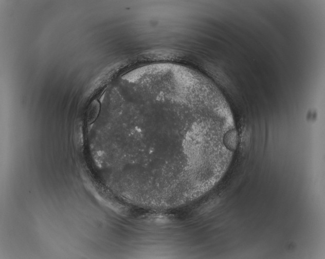 X0000111580254200908061332