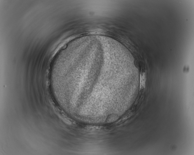 X0000111580291200908061332