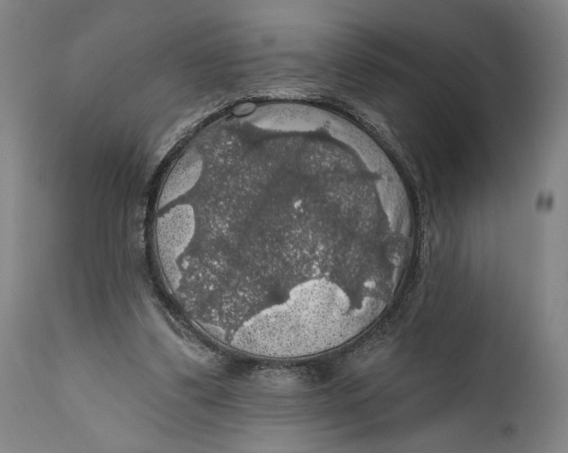 X0000111580299200908061332