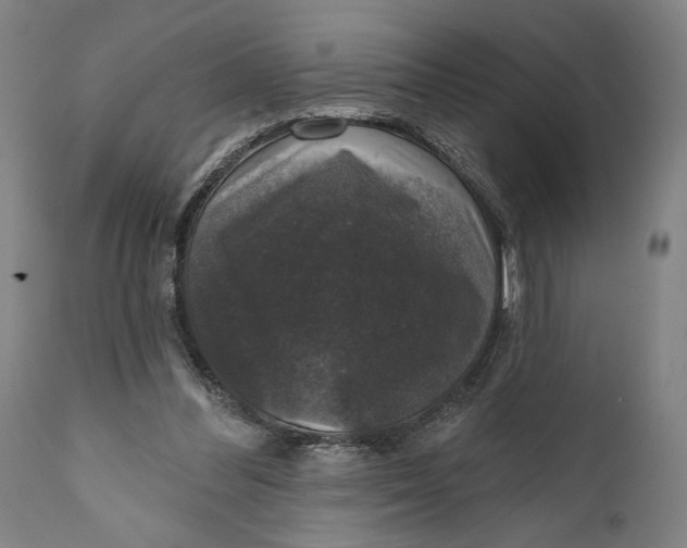 X0000111580300200908061332