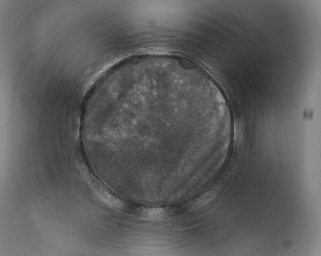 X0000111580301200908061332