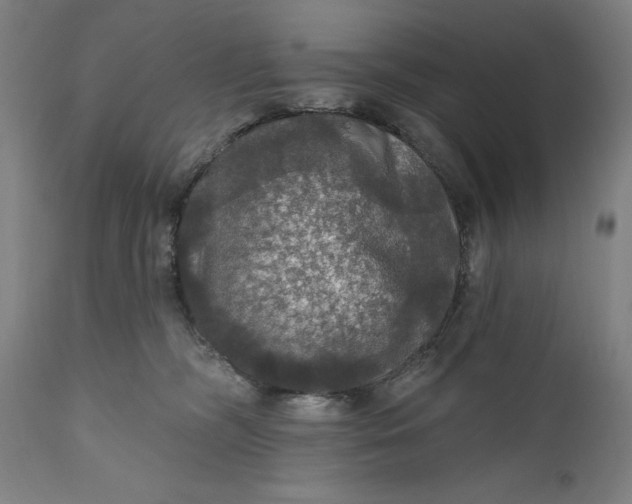 X0000111580326200908061331