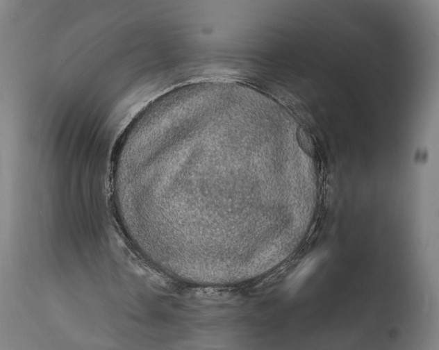 X0000111580338200908061331