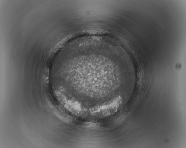 X0000111580356200908061331