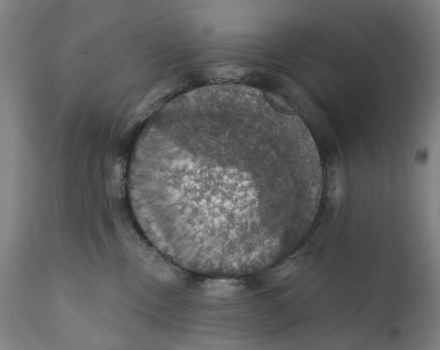 X0000111580378200908061331