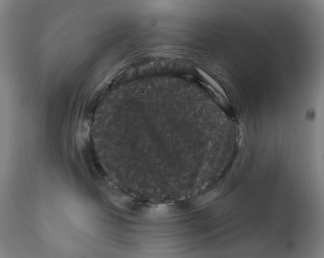 X0000111580382200908061331