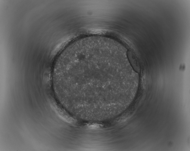 X0000111580407200908061330