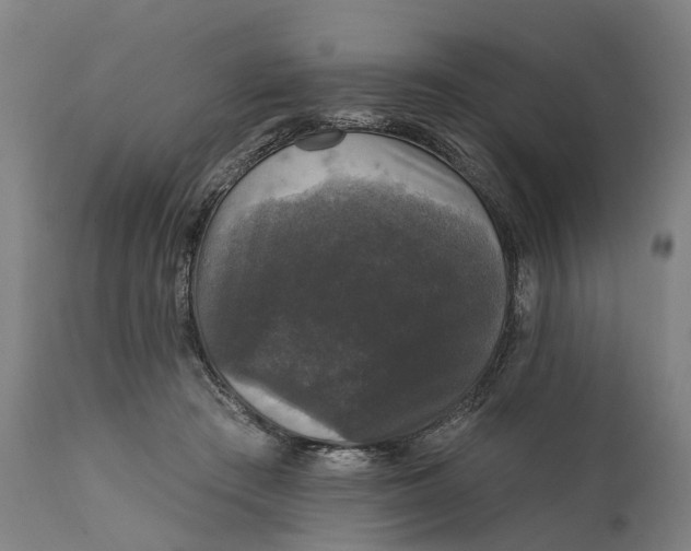 X0000111580409200908061330