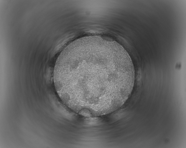 X0000111580428200908061330