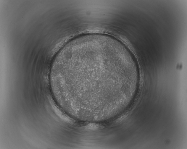 X0000111580441200908061329