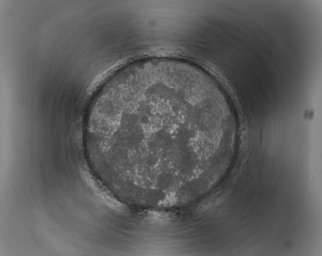 X0000111580442200908061329