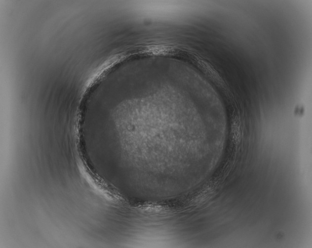 X0000111580730200908061324