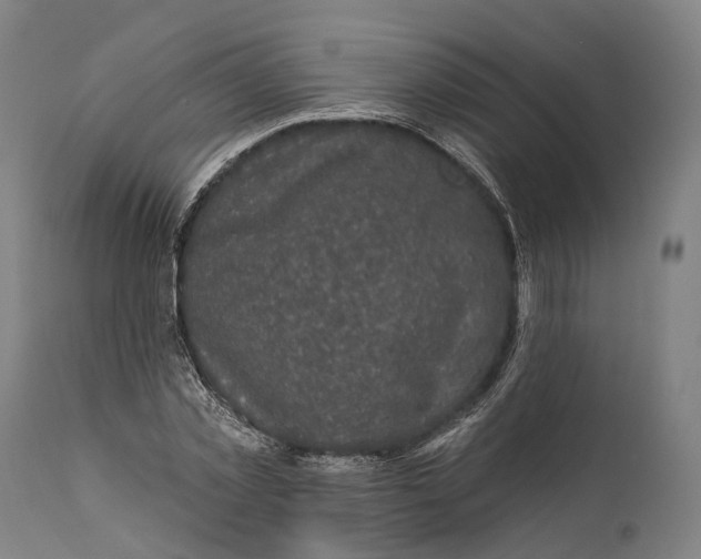 X0000111580781200908061324