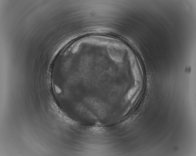 X0000111580835200908061323