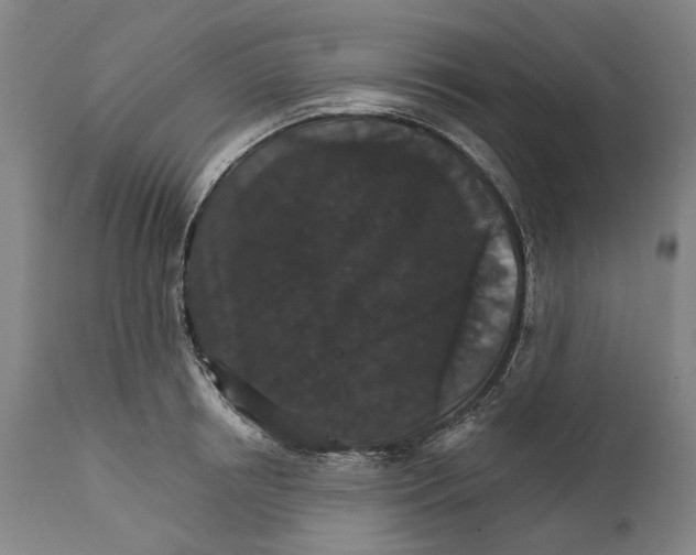 X0000111580850200908061323