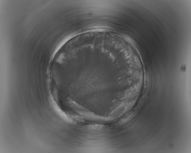 X0000111580859200908061323