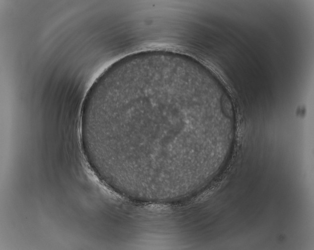 X0000111580888200908061322