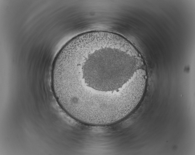 X0000111580904200908061322