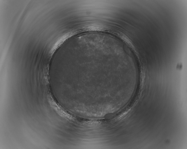 X0000111580930200908061321