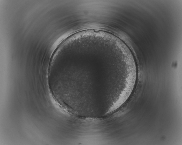 X0000111580954200908061322