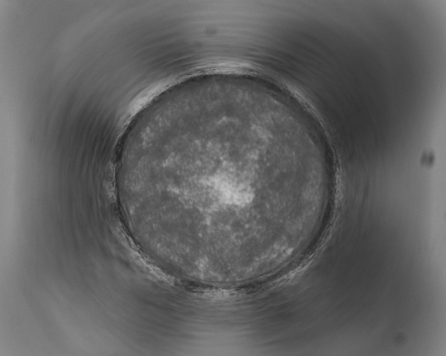 X0000111580970200908061321