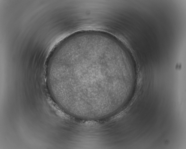 X0000111580974200908061321