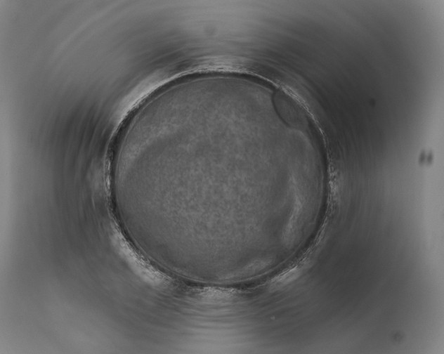 X0000111580981200908061321