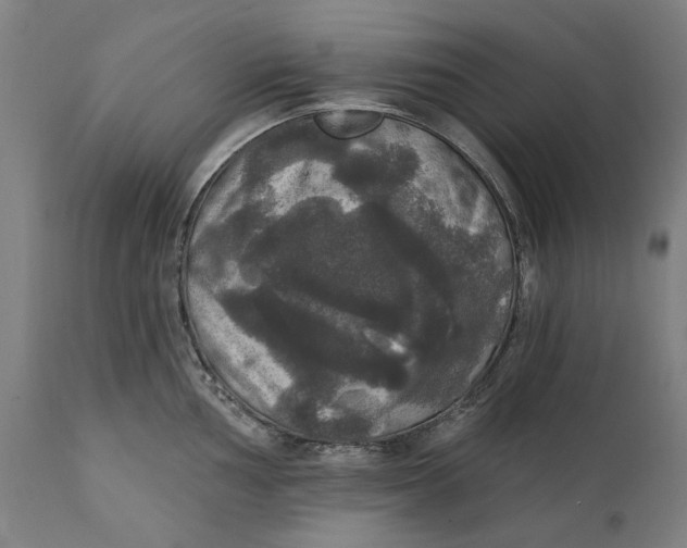 X0000111581002200908061320