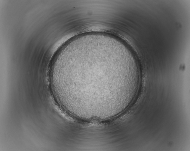 X0000111581026200908061320