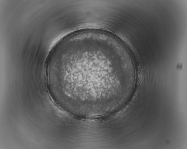 X0000111581070200908061319