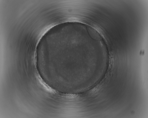 X0000111581076200908061319