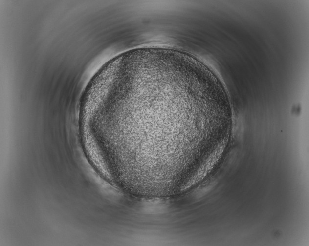 X0000111581099200908061319