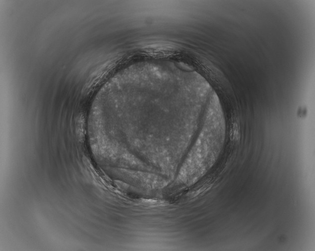 X0000111581108200908061318