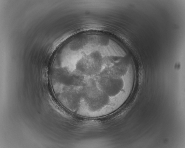 X0000111581113200908061318