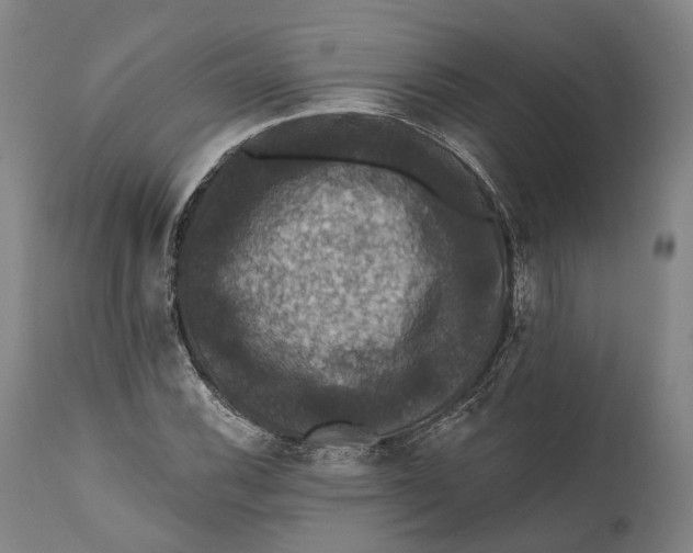 X0000111581116200908061318