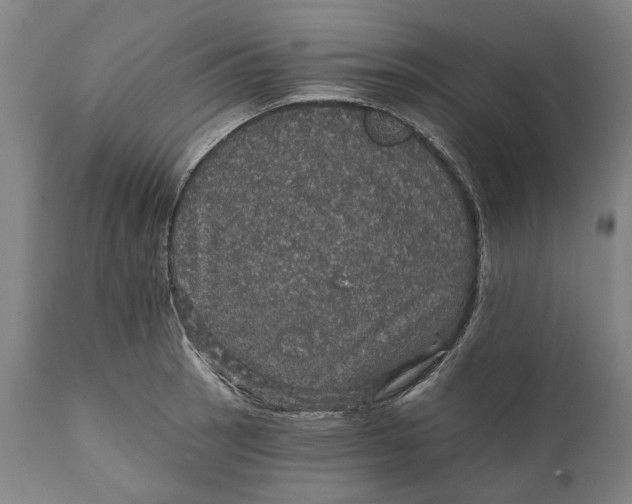 X0000111581137200908061318