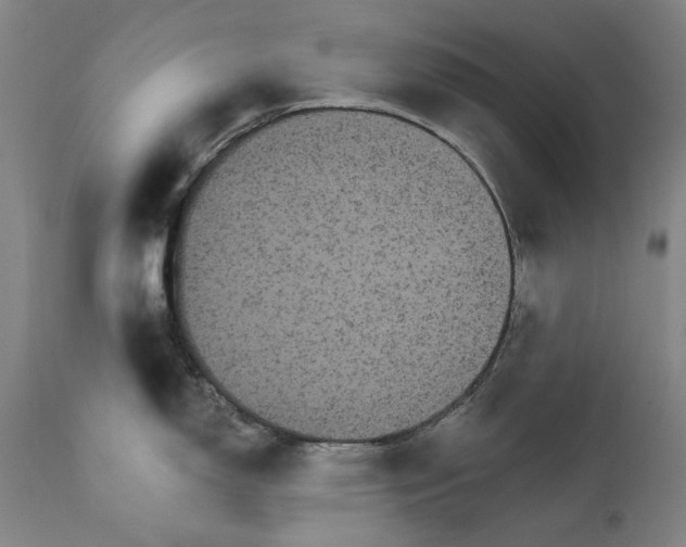 X0000111581150200908061319