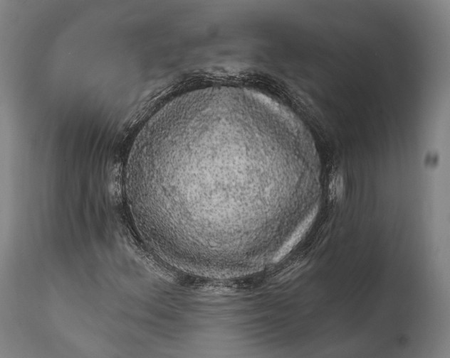 X0000111581156200908061318