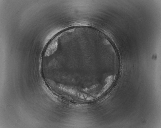 X0000111581179200908061318