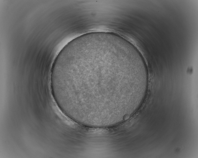 X0000111581187200908061318