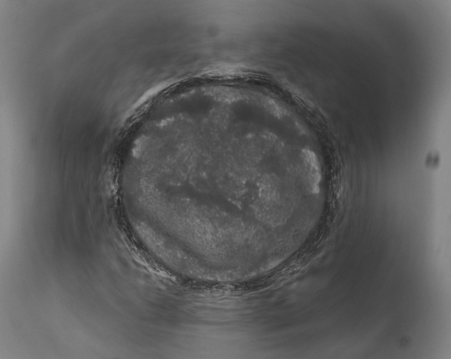 X0000111581206200908061317