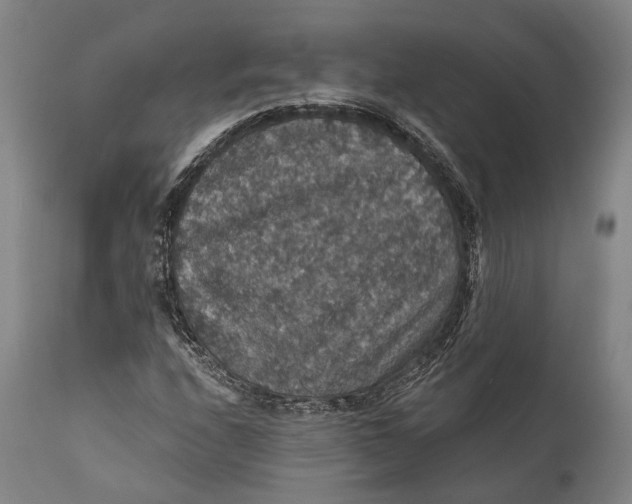 X0000111581208200908061317