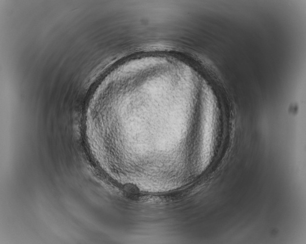 X0000111581217200908061317