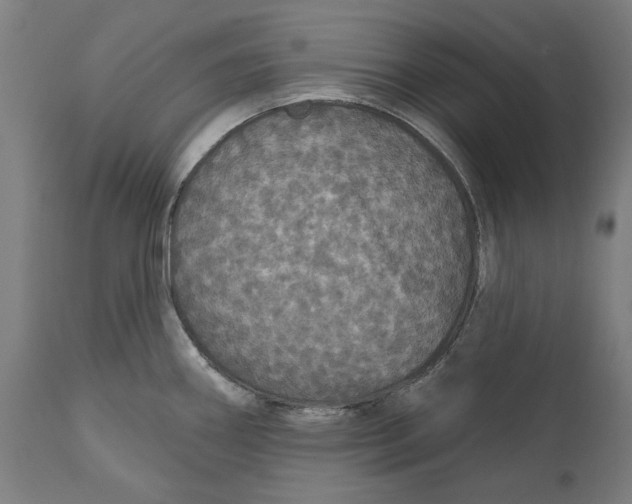 X0000111581290200908061316