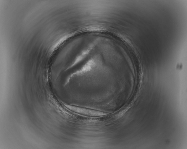 X0000111581306200908061315