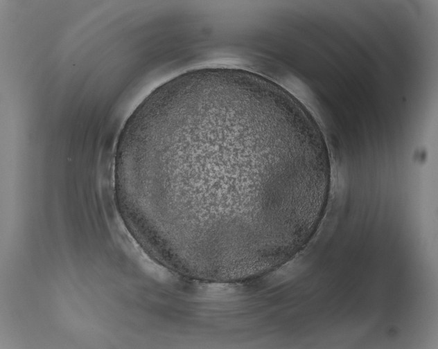 X0000111581436200908061314