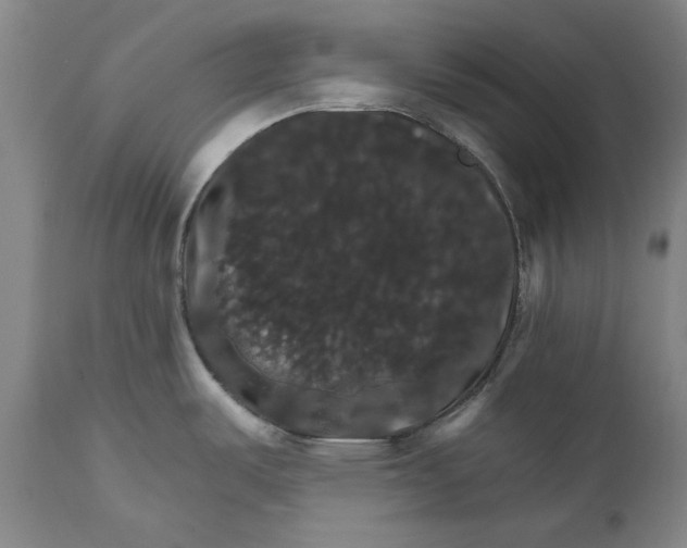 X0000111581487200908061313