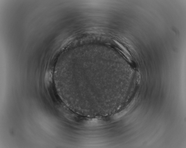 X0000111580382200908131324