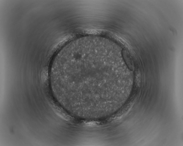 X0000111580407200908131323